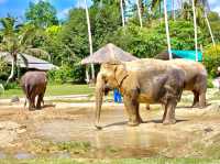 Ao Nang Elephant Sanctuary