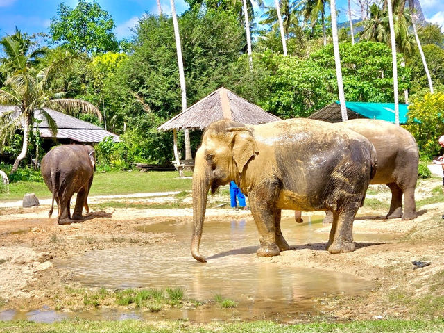 Ao Nang Elephant Sanctuary