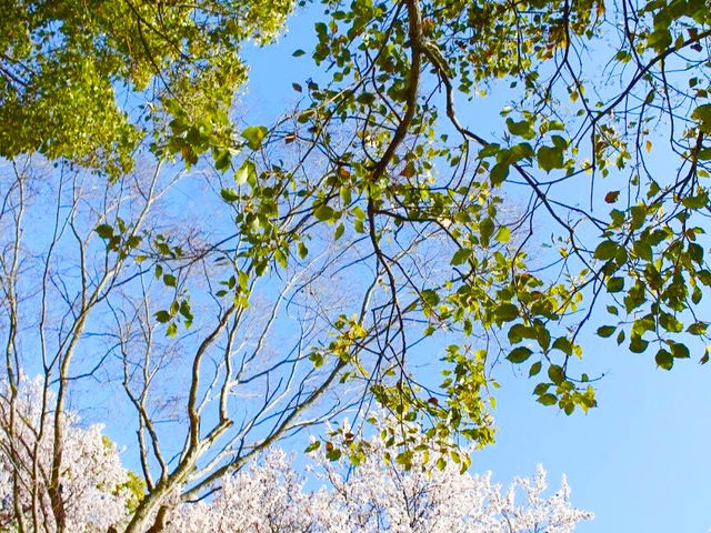 ชมดอกซากุระ 🌸 ที่สวนสาธารณะทสึรุมิ เรียวคุจิ