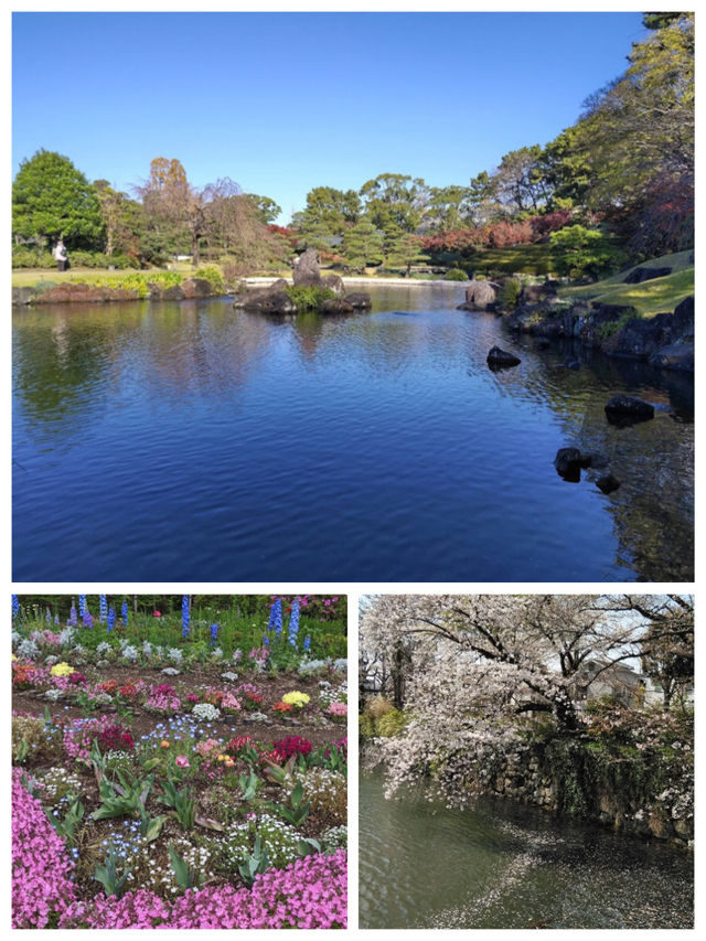 「櫻花2024」靜岡市駿府城公園：歷史遺跡，自然景觀，適合漫步賞櫻