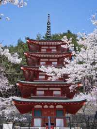 【山梨・桜】海外からも大絶賛✨「the 日本の絶景」が見られる桜のスポット🌸🇯🇵