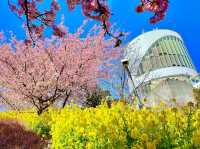 Cherry Blossoms Walking Path