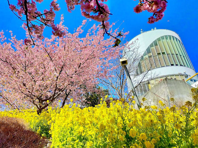 Cherry Blossoms Walking Path