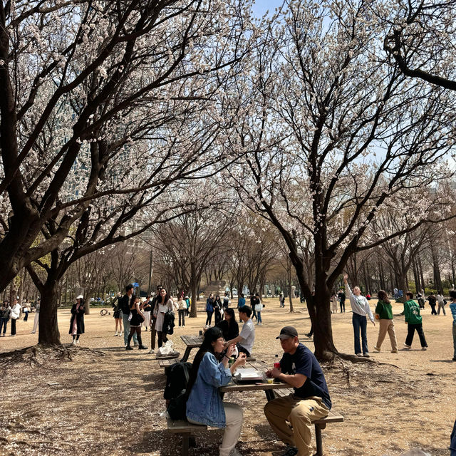 Picnic at Seoul Forest 🌸