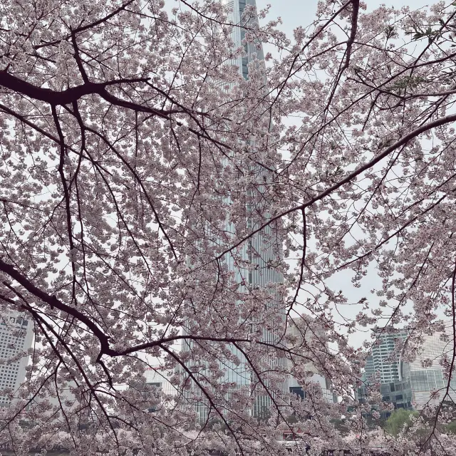 🌸 Lotte tower seokchon - peak blossom 🌸 