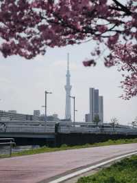 🇯🇵南千住 汐入公園 很多早開櫻花品種 櫻花晚開也不用怕🌸