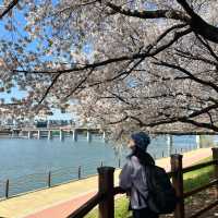 【大邱峨洋橋河畔】漫步櫻花隧道中🌸