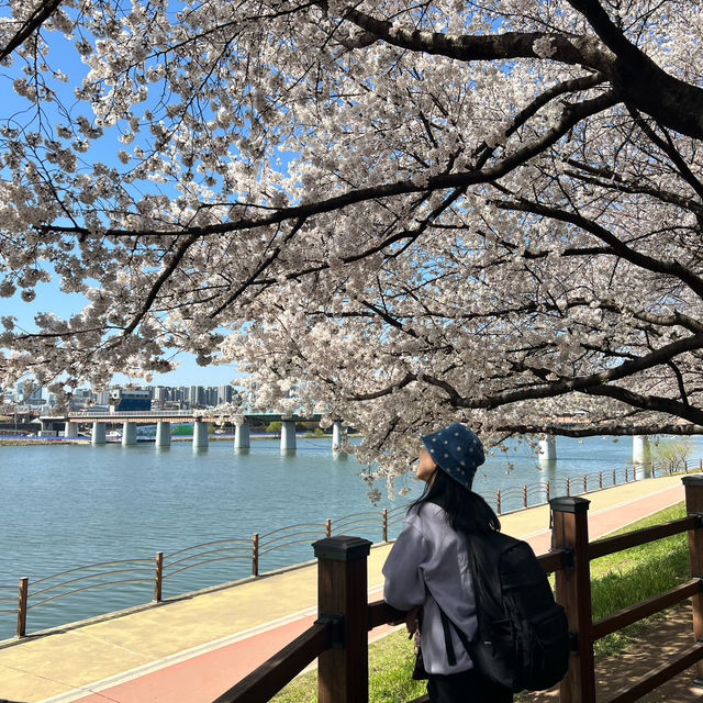 【大邱峨洋橋河畔】漫步櫻花隧道中🌸