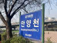 서울 벚꽃명소 지금이 절정! 안양천 벚꽃길🌸
