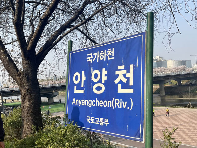 서울 벚꽃명소 지금이 절정! 안양천 벚꽃길🌸