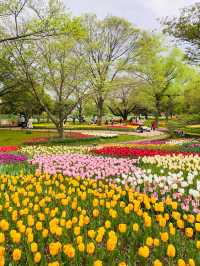 【立川】昭和記念公園の桜とチューリップは、絶対に見てほしい