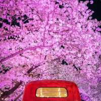 Beautiful Cherry Blossom of E-World at Night 