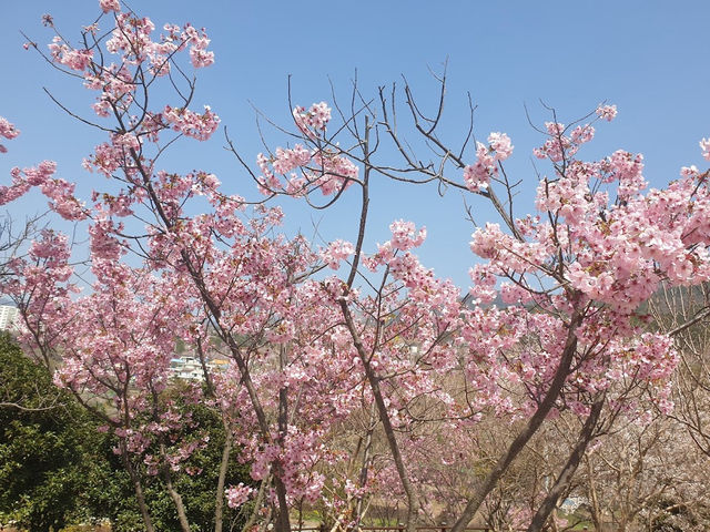 The Cherry Blossom Park in Jinhaegu