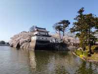 Sakura season in Shibata castle 🌸