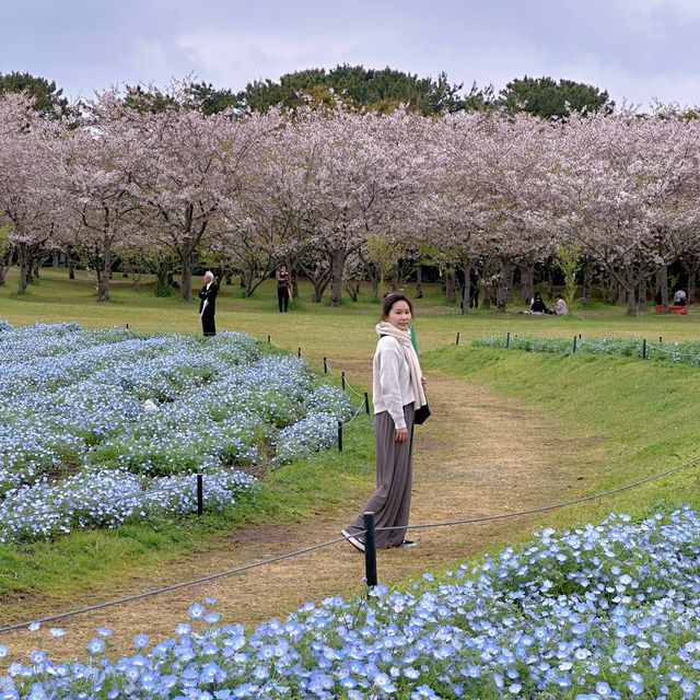 「海の中道海浜公園」春天賞花，適合一家大細玩足一日！