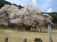 🌸淡墨公園：春天賞櫻，適合家庭、情侶、攝影愛好者