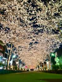 【段葛/神奈川県】約600mの桜のトンネル