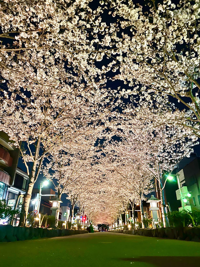 【段葛/神奈川県】約600mの桜のトンネル