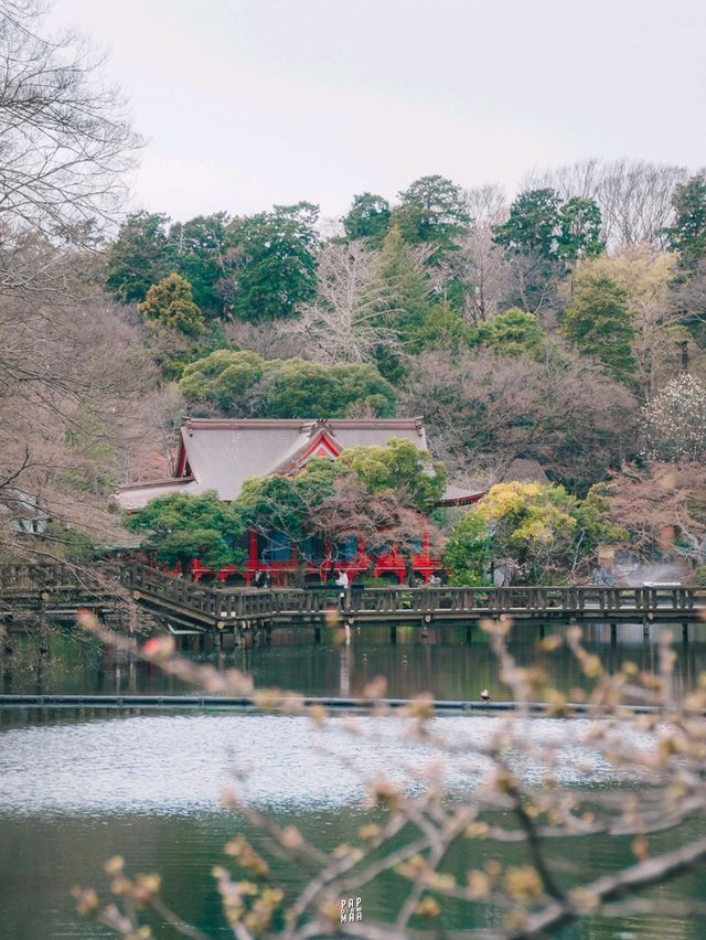 🌸 ปั่นเรือหงส์ ชมซากุระที่ Inokashira Park