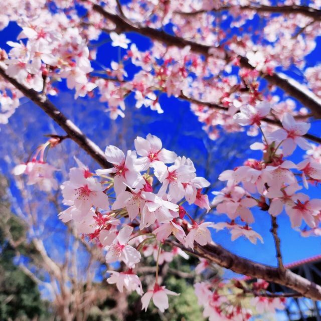 ซากุระพันธุ์บานเร็วแห่งเมืองชิสึโอกะ/早咲桜