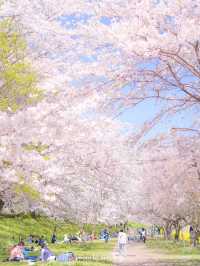 菜の花 / 桜の共演　ソメイヨシノ1キロ！【埼玉】