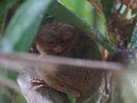 Tarsiers, the smallest primate.