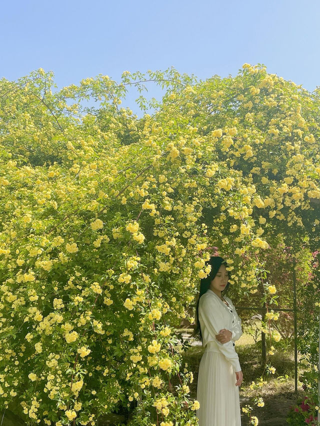 💛창원에서 제일 예쁜 목향장미 포토존💛