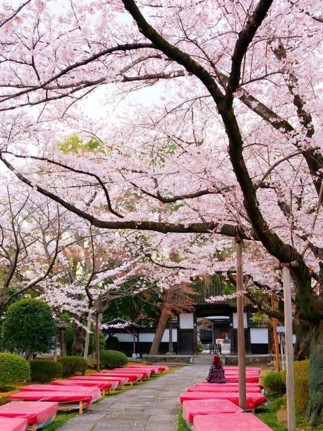 宮城縣松音寺櫻花