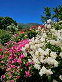 【大分/天国の花畑】天空に見たこともない美しい場所があった！！