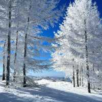 【札幌】比羅夫滑雪場：雪質優質，冬季必遊景點