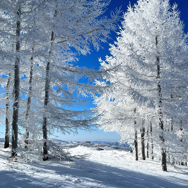 【札幌】比羅夫滑雪場：雪質優質，冬季必遊景點