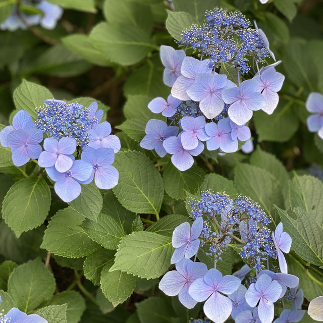 【Tokyo🇯🇵】多摩川台公園