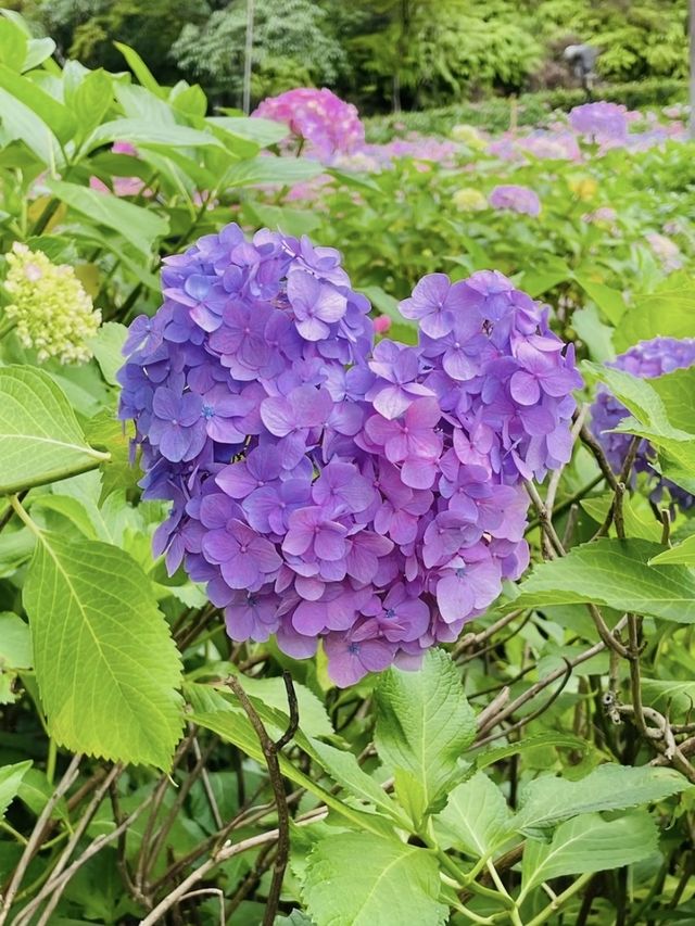 【京都】2万株の色とりどりのあじさいに出会えるお寺