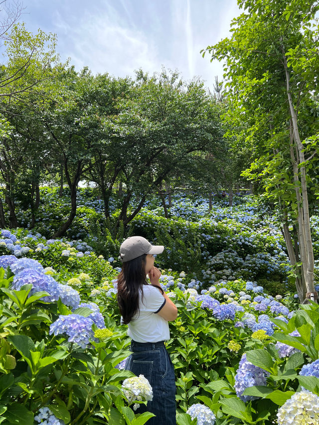 울산 수국축제 명소🌸 장생포고래마을 수국정원