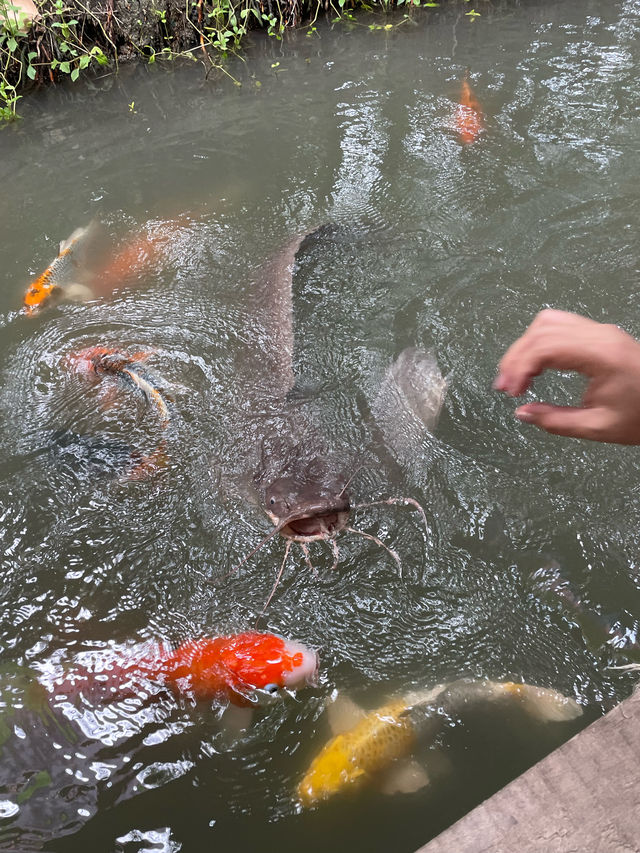 คาเฟ่ในร่องสวนมะพร้าว