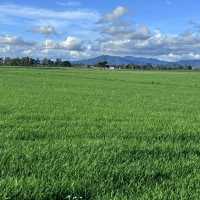 Paddy Field!!