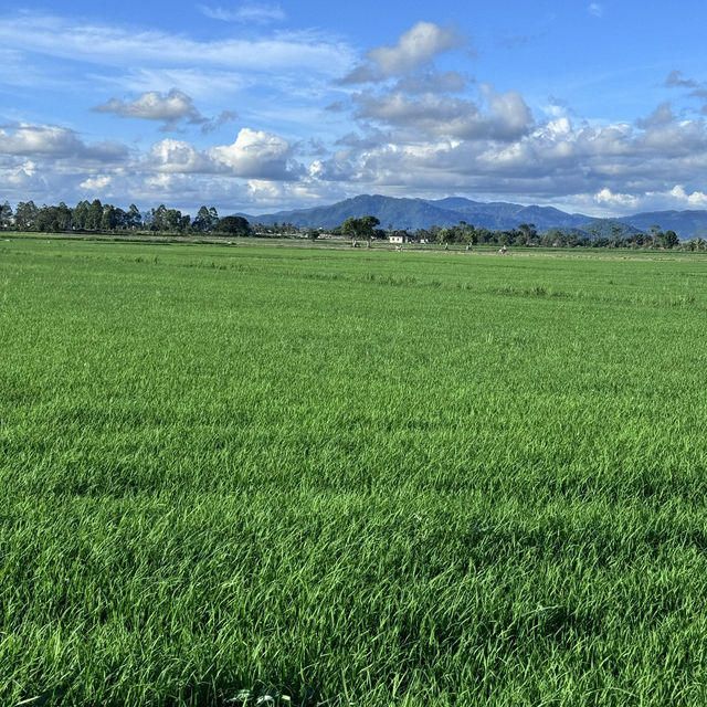 Paddy Field!!