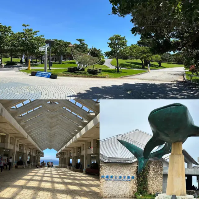 沖繩美麗海水族館：ใกล้ชิดกับสิ่งมีชีวิตในทะเล สถานที่ที่เหมาะสำหรับการโต้ตอบกับโลมา