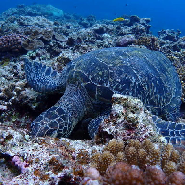 ハートアイランドで🐢🤿シュノーケリング