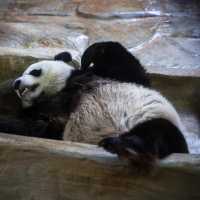 福州動物園：動物奇妙景象，雨天也好玩