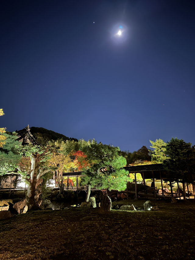 〜京都府〜煌びやかに光る寺院　秋の特例参観高台寺