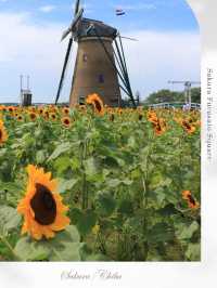 ˗ˏˋ まるでオランダ🇳🇱なひまわり畑🌻 ˎˊ˗