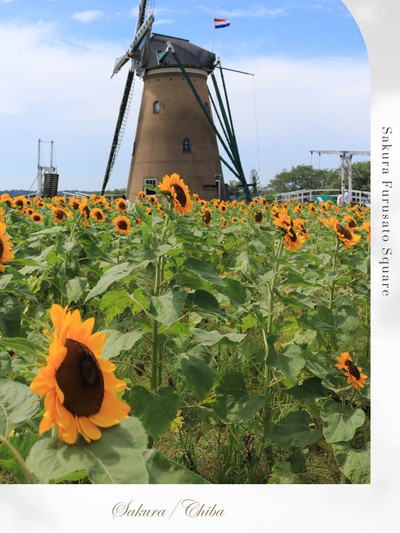 ˏˋ まるでオランダ🇳🇱なひまわり畑🌻 ˎˊ˗ | Trip.com 佐倉