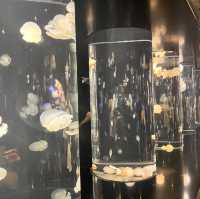 鶴岡駅からバスで40分！『加茂水族館』でクラゲを見る🪼