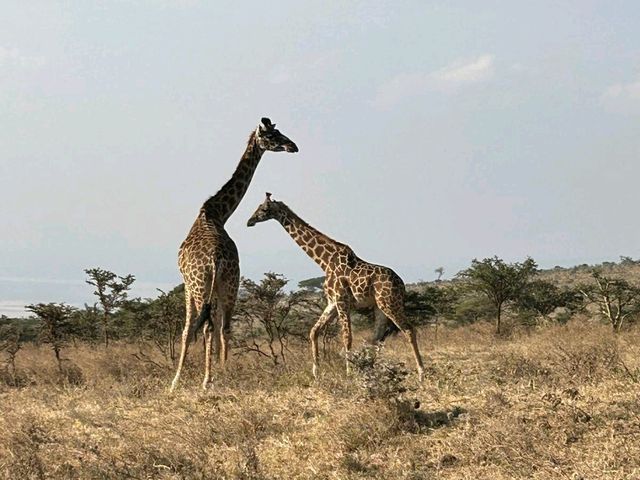 Spot the wildlife on a roam! 