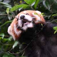 An Enchanting Encounter: Spotting Red Pandas in Panda Valley