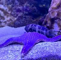 Underwater Wonders: A Sea Life Spectacle at Ocean Park!