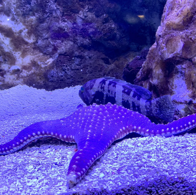 Underwater Wonders: A Sea Life Spectacle at Ocean Park!