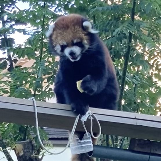日本ㅣ大阪ㅣ天王寺動物園ㅣ日本第三座動物園