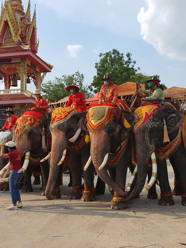 Surin Elephant Word🐘